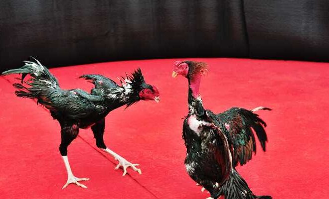 Excellent Fighting Cock – How to raise and care for it to become a champion