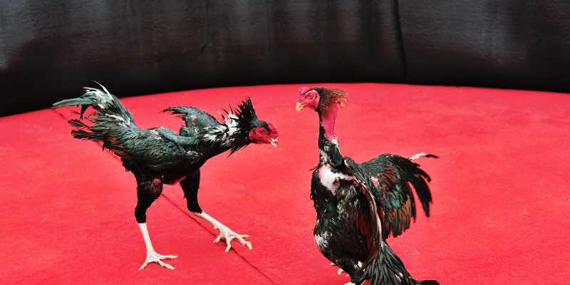 fighting cock