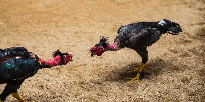 Excellent fighting cock breeding techniques