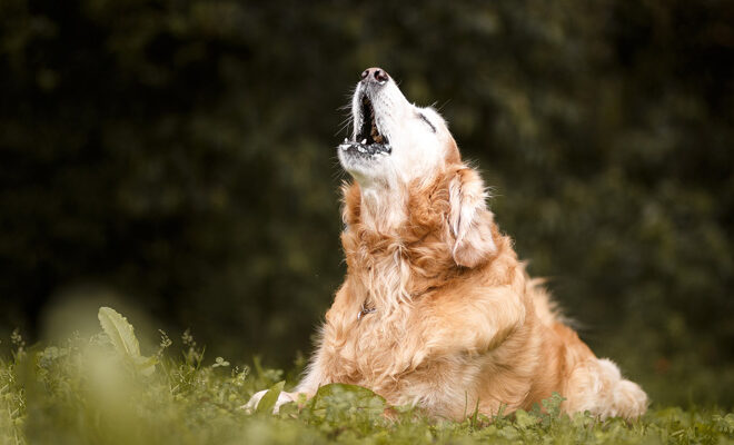 What is the best number to bet on if you dream of being chased by a dog?